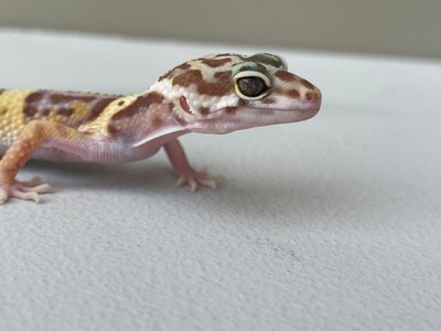 Эублефар (лат. Eublepharis macularius) - Tremper Albino 11009 фото