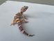 Эублефар (лат. Eublepharis macularius) - Tremper Albino 11009 фото 2