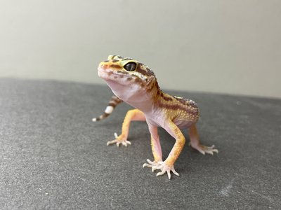 Еублефар (лат. Eublepharis macularius) - Tremper Albino 11011 фото