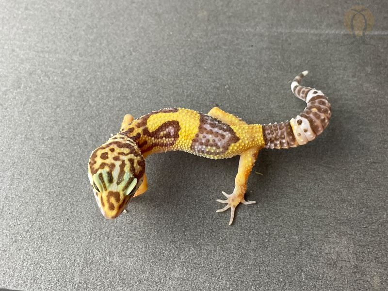 Еублефар (лат. Eublepharis macularius) - Tremper Albino 11011 фото