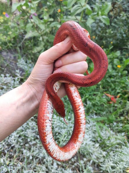 Маїсовий полоз (Pantherophis guttatus) морфи Blood 30008 фото