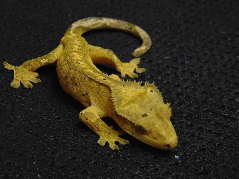 Реснитчатый геккон бананоед (лат. Correlophus ciliatus) Tiger 13002 фото