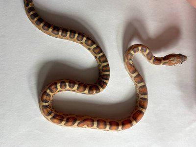 Маїсовий полоз Scaleless phet amel 30012 фото