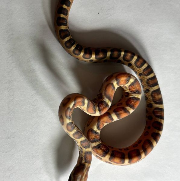 Маїсовий полоз Scaleless phet amel 30012 фото