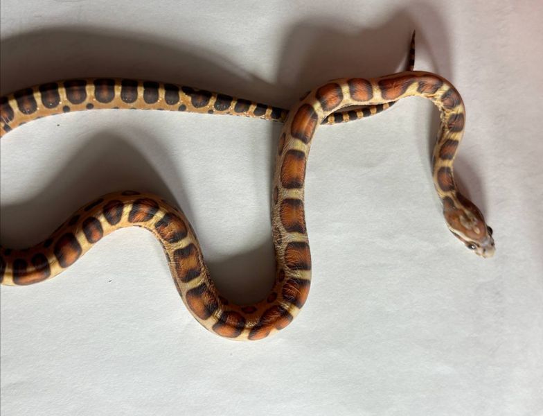 Маїсовий полоз Scaleless phet amel 30012 фото