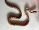 Маїсовий полоз Scaleless phet amel 30012 фото 1