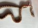 Маїсовий полоз Scaleless phet amel 30012 фото 4