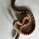 Маїсовий полоз Scaleless phet amel 30012 фото 2