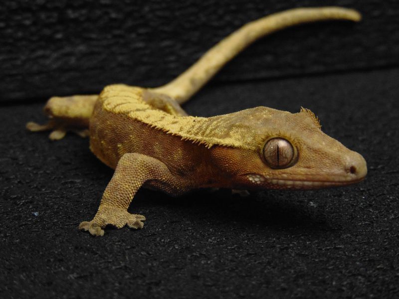 Реснитчатый геккон бананоед (лат. Correlophus ciliatus) Hypo 13003 фото