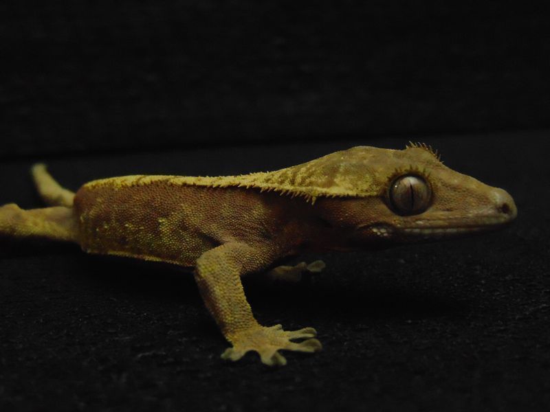 Реснитчатый геккон бананоед (лат. Correlophus ciliatus) Hypo 13003 фото