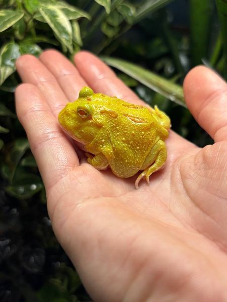 Ceratophrys cranwelli pikachu 40011 фото