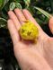 Ceratophrys cranwelli pikachu 40011 фото 1