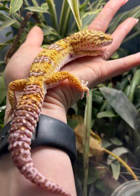 Tremper albino 11023 фото