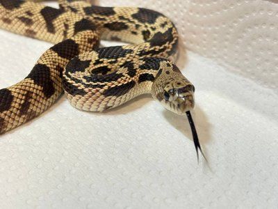 Соснова змія Pituophis melanoceus melanoceus  34004 фото