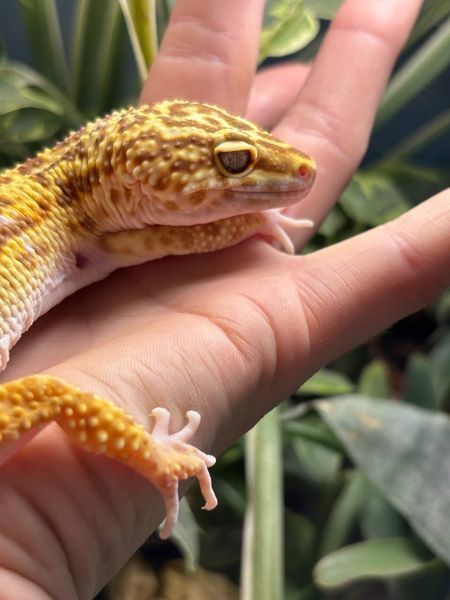 Tremper albino 11023 фото