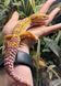 Tremper albino 11023 фото 1