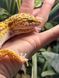 Tremper albino 11023 фото 2