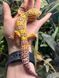 Tremper albino 11023 фото 3