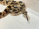 Соснова змія Pituophis melanoceus melanoceus  34004 фото 1