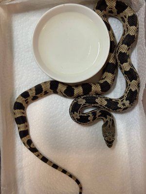 Соснова змія Pituophis melanoceus melanoceus  34005 фото