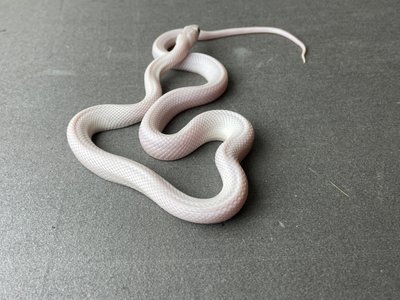 Техасский полоз (лат.Elaphe obsoleta lindheimeri) - Leucistic Самец 30005 фото