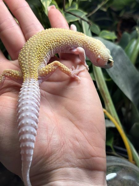 Patternless Tremper albino 11025 фото