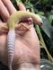Patternless Tremper albino 11025 фото 3