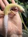 Patternless Tremper albino 11025 фото 1
