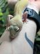 Patternless Tremper albino 11025 фото 2