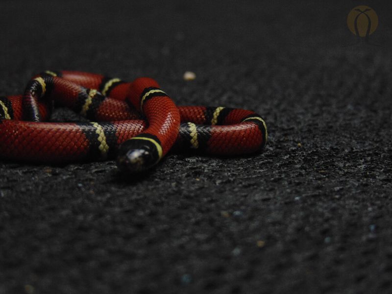 Синалойська молочна змія (лат. Lampropeltis triangulum) 33002 фото