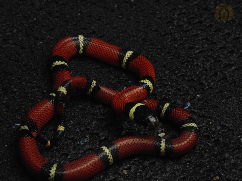 Синалойська молочна змія (лат. Lampropeltis triangulum) 33002 фото