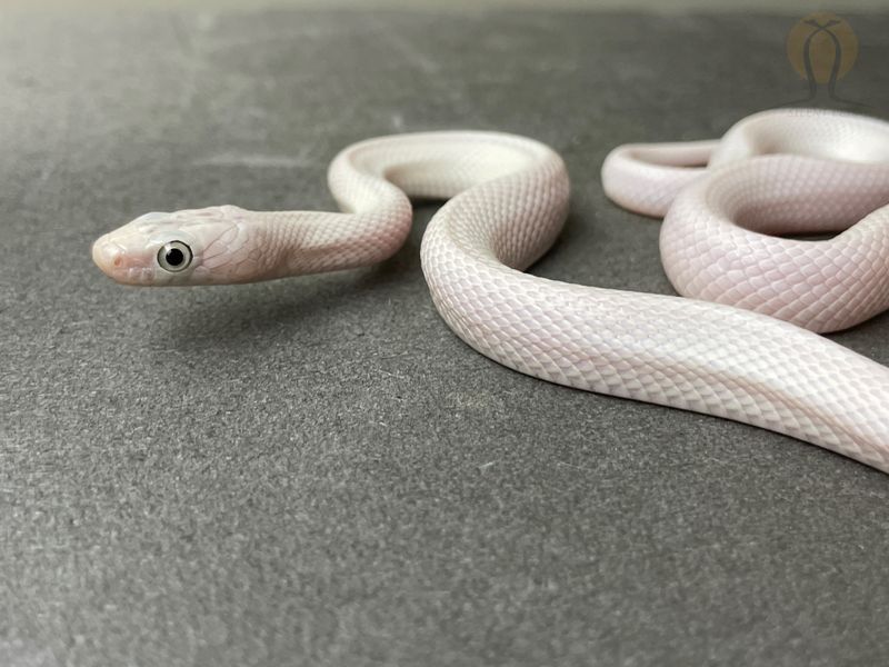 Техасский полоз (лат.Elaphe obsoleta lindheimeri) - Leucistic Самец 30005 фото