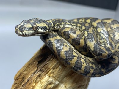 Пітон ковровий Morelia Spilota Spp 320701 фото