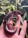 Black Night Mack snow 66% het eclipse 11026 фото 1