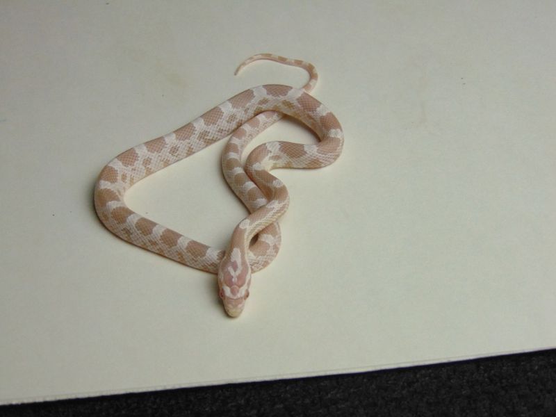 Маисовий полоз (лат. Pantherophis guttatus)  Snow 30002 фото