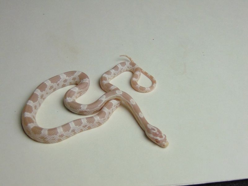 Маисовий полоз (лат. Pantherophis guttatus)  Snow 30002 фото