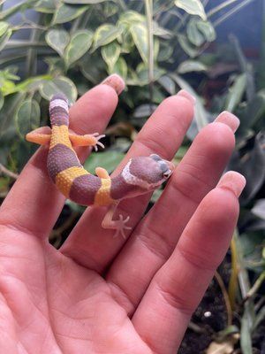 Tremper albino 11030 фото