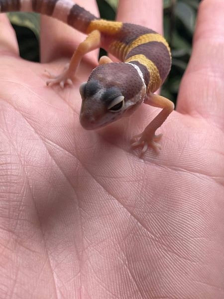 Tremper albino 11030 фото