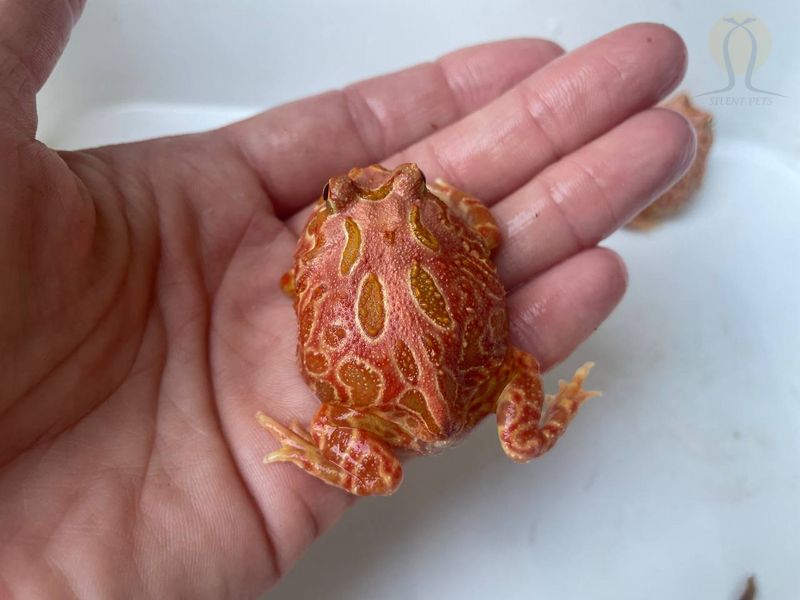 Жаба рогатка (лат. Сeratophrys cranwelli) strawberries | Рогатка Кранвела 40001 фото