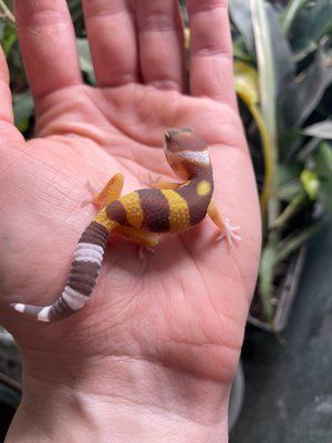 Tremper albino 11031 фото