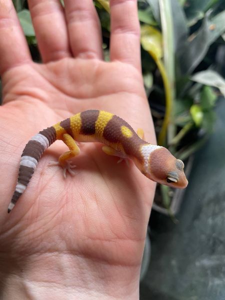 Tremper albino 11031 фото