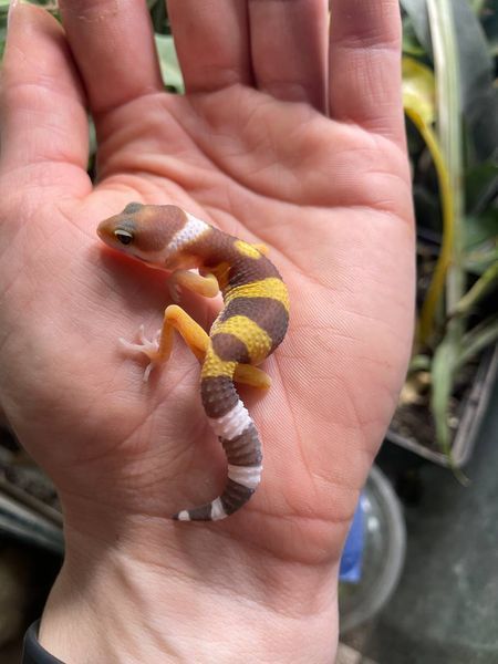 Tremper albino 11031 фото