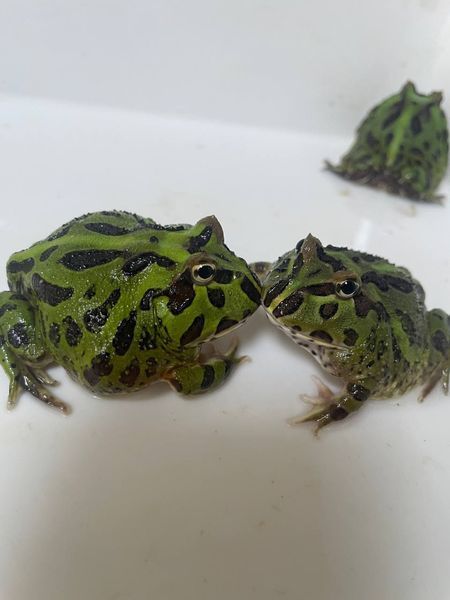 Жаба рогатка (лат. Сeratophrys cranwelli) зелена | Рогатка Кранвела 40002 фото