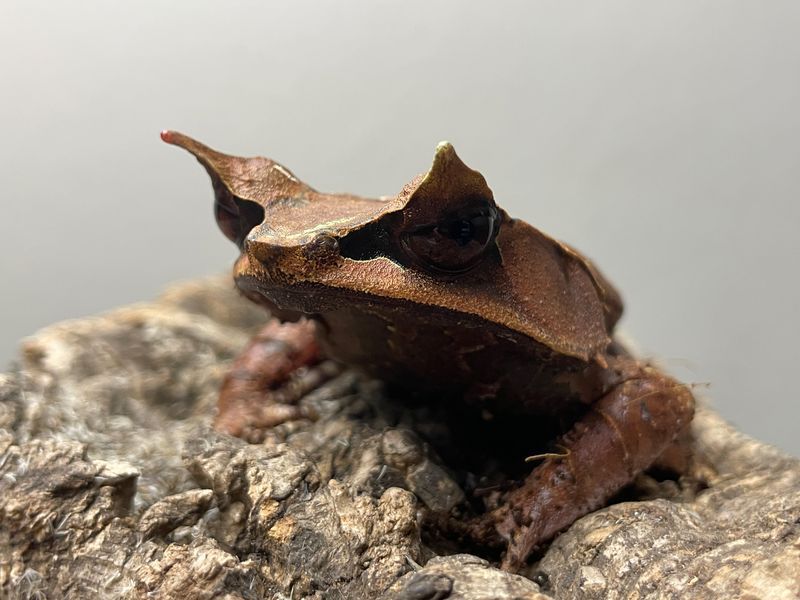 Рогата часничниця носата (лат. Pelobates fuscus) 40007 фото