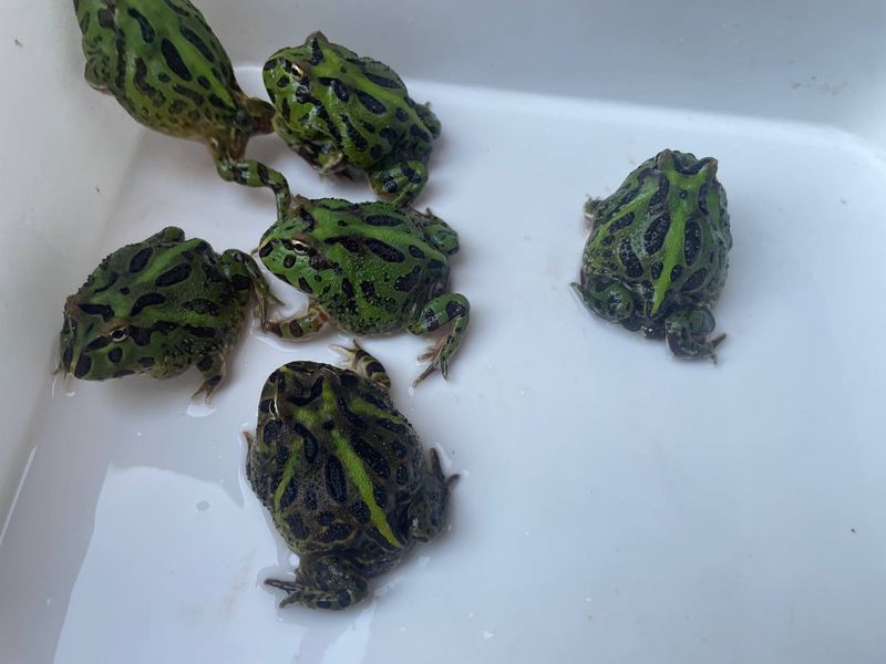 Жаба рогатка (лат. Сeratophrys cranwelli) зелена | Рогатка Кранвела 40002 фото