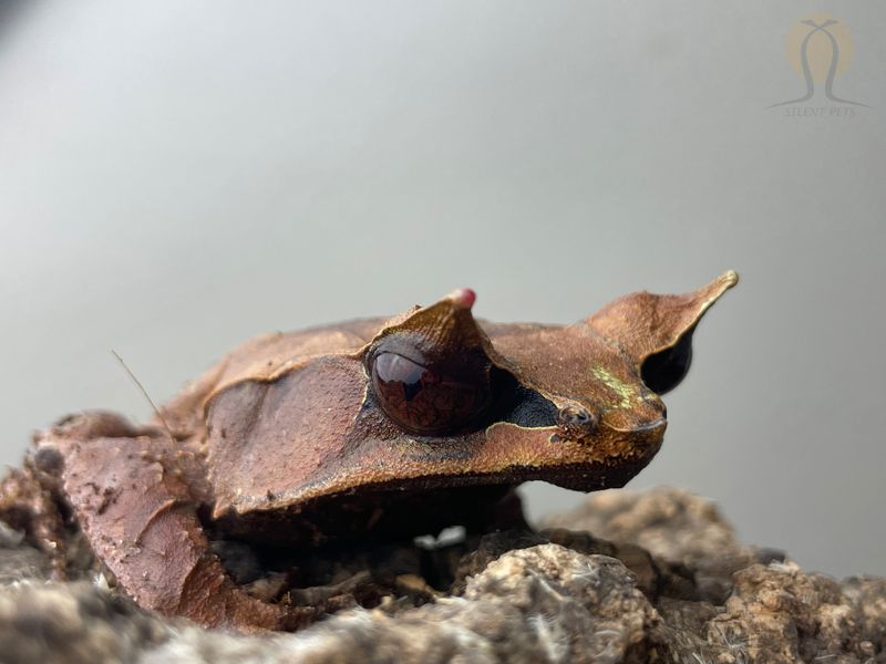 Рогатая чесночница носатая (лат. Pelobates fuscus) 40007 фото