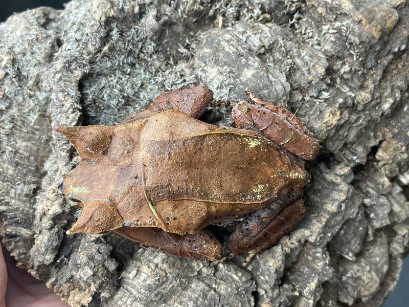 Рогата часничниця носата (лат. Pelobates fuscus) 40007 фото