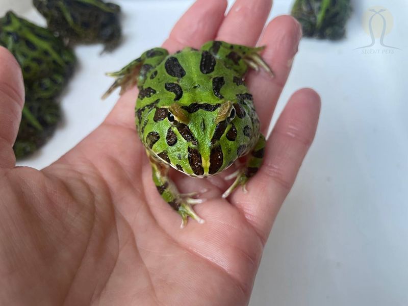 Жаба рогатка (лат. Сeratophrys cranwelli) зелена | Рогатка Кранвела 40002 фото