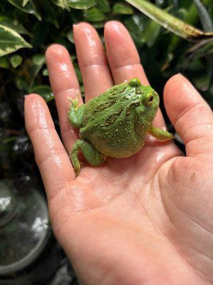 Ceratophrys cranwelli matcha 40012 фото
