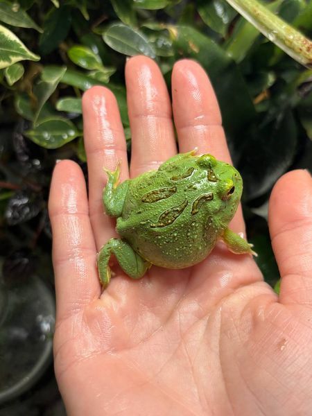 Ceratophrys cranwelli matcha 40012 фото